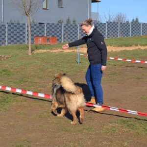 Einführung körpersprachliches Longieren