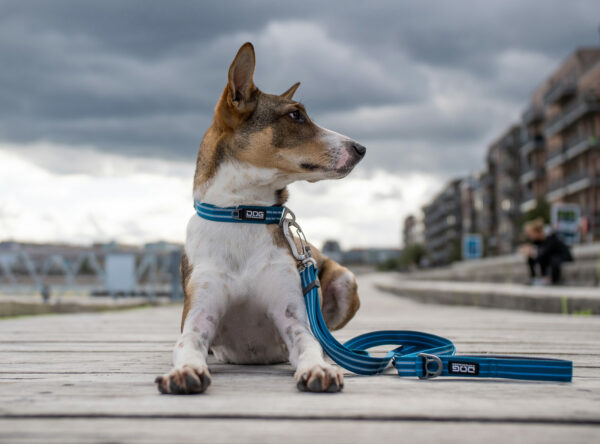 DOG Copenhagen V2 Freestyle Leash – Bild 11