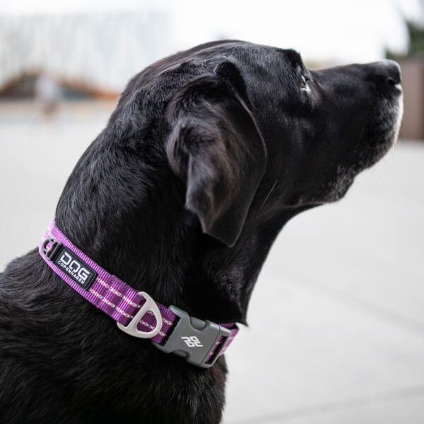 Outdoor-US-collar