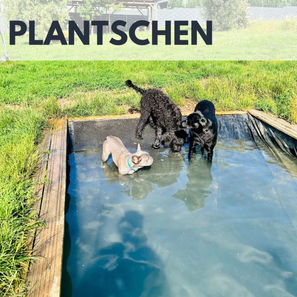 Urlaubsbetreuung VID – Bild 6