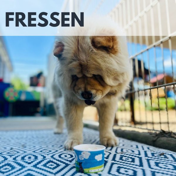 Urlaubsbetreuung VID – Bild 8