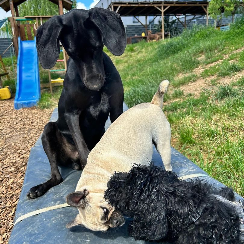 Bild_Blacky