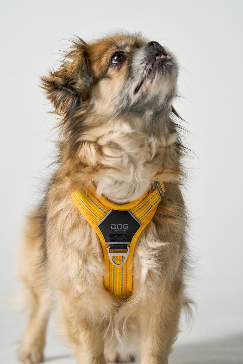 DogCPH_142